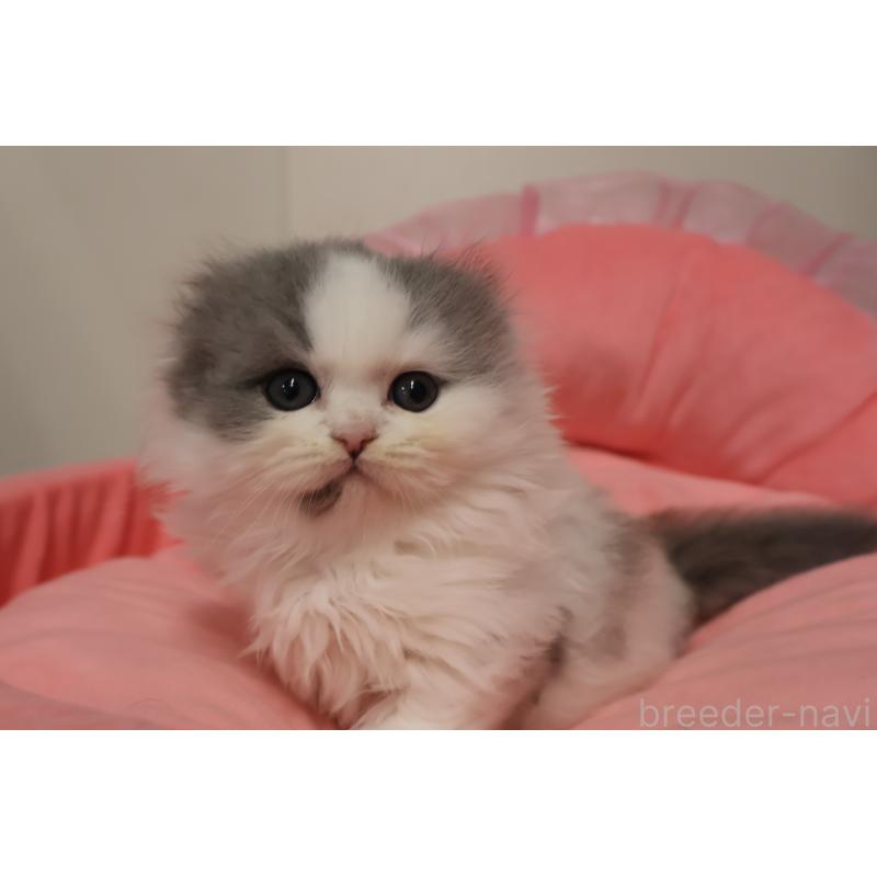 販売中の東京都のスコティッシュフォールド(折れ耳)-140259の4枚目