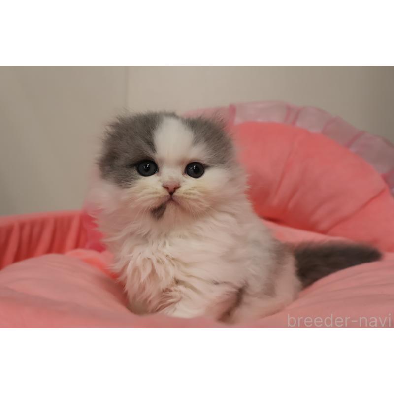 販売中の東京都のスコティッシュフォールド(折れ耳)-140259の3枚目