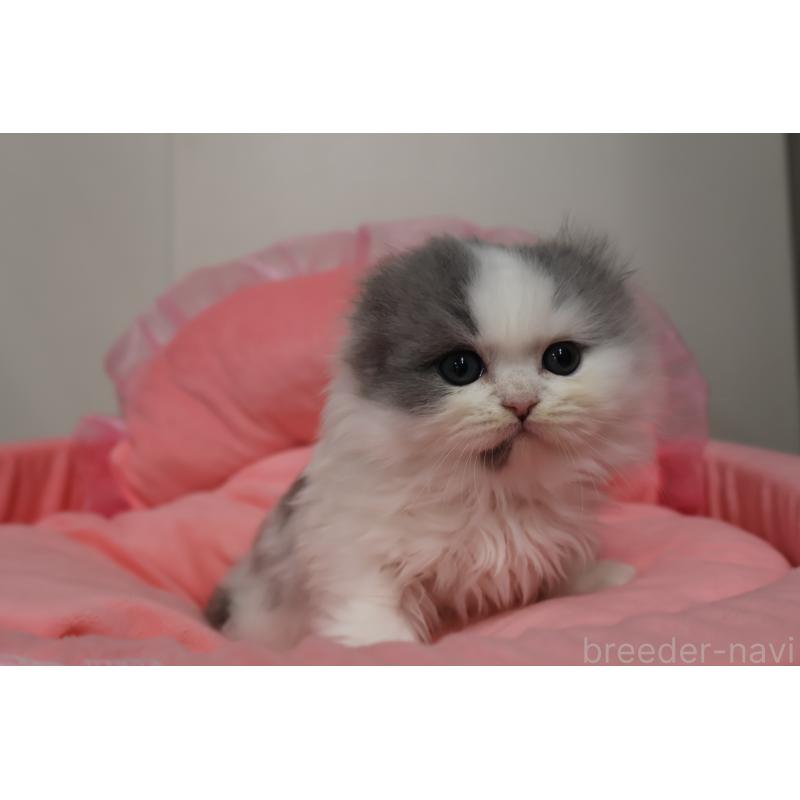 販売中の東京都のスコティッシュフォールド(折れ耳)-140259の2枚目