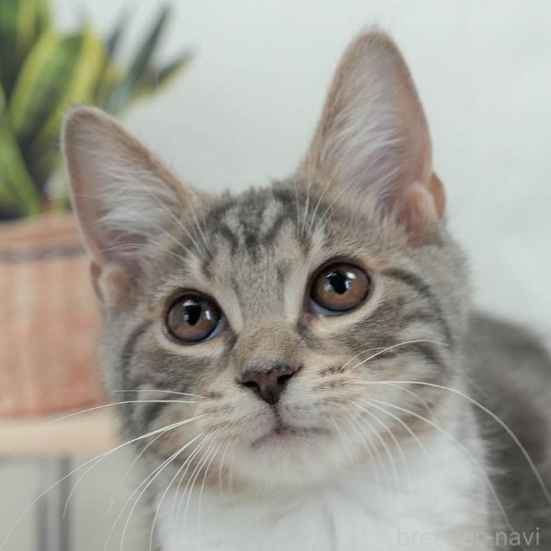 販売中ののマンチカン-140297