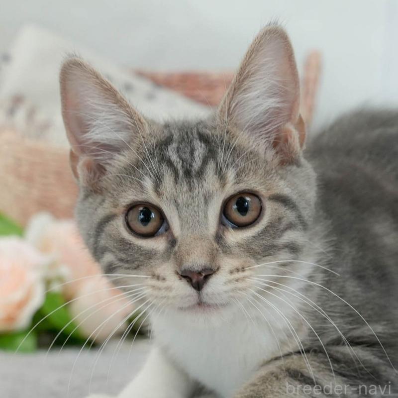 販売中の東京都のマンチカン-140297の10枚目