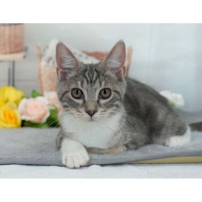 販売中の東京都のマンチカン-140297の9枚目