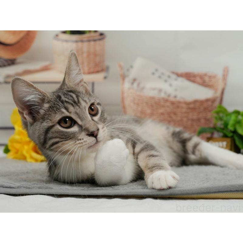 販売中の東京都のマンチカン-140297の8枚目