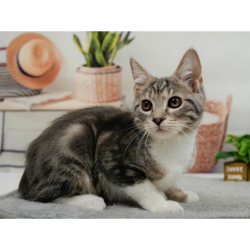 販売中の東京都のマンチカン-140297の7枚目