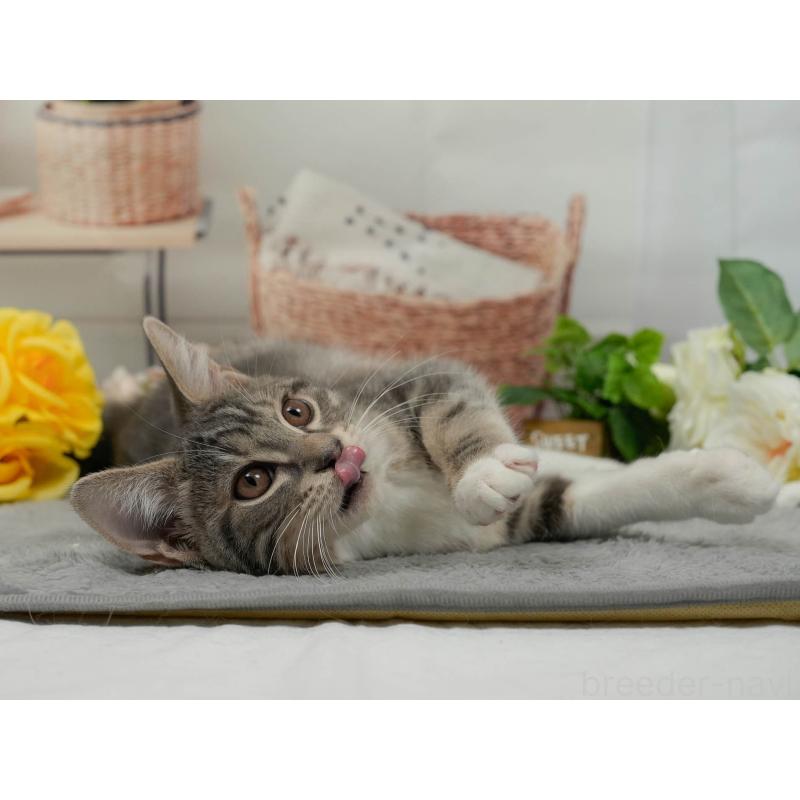 販売中の東京都のマンチカン-140297の6枚目