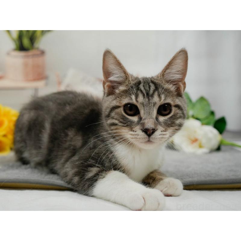 販売中の東京都のマンチカン-140297の5枚目