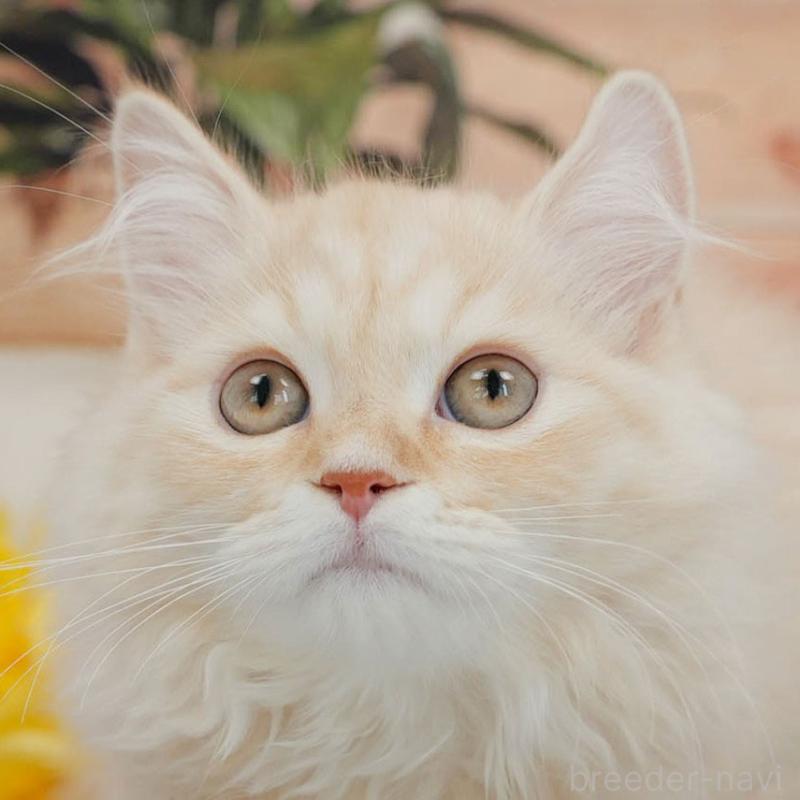 販売中の東京都のマンチカン-140300の1枚目