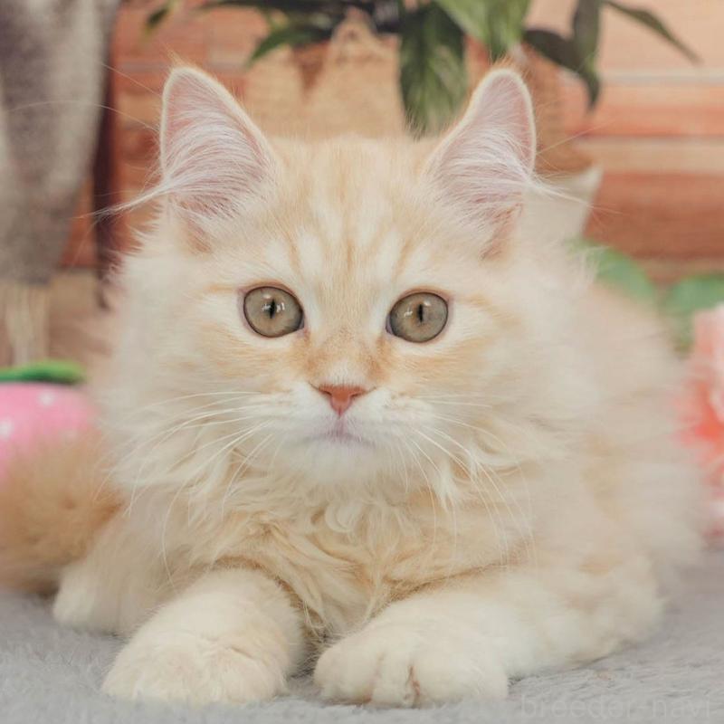 販売中の東京都のマンチカン-140300の10枚目