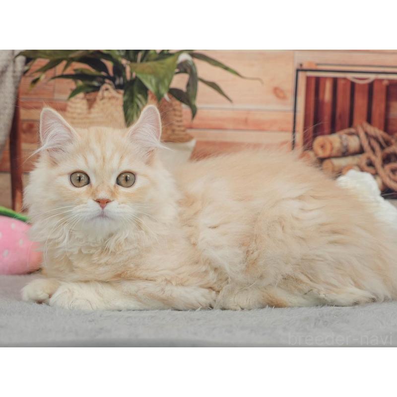 販売中の東京都のマンチカン-140300の9枚目