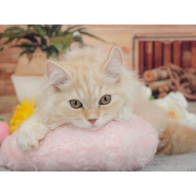 販売中の東京都のマンチカン-140300の8枚目