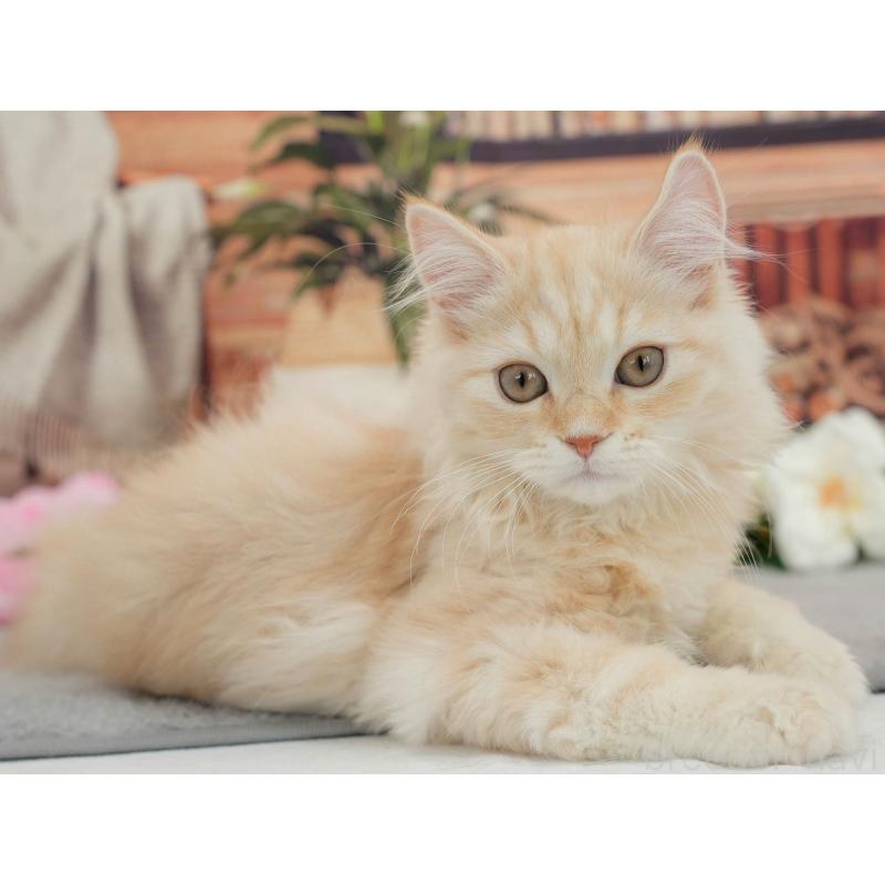 販売中の東京都のマンチカン-140300の7枚目