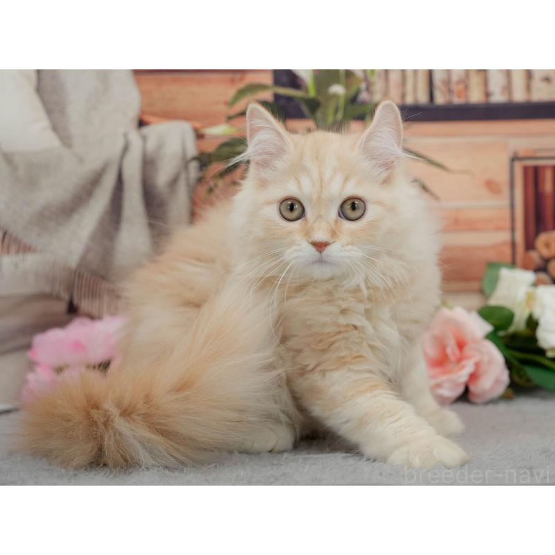 販売中の東京都のマンチカン-140300の6枚目