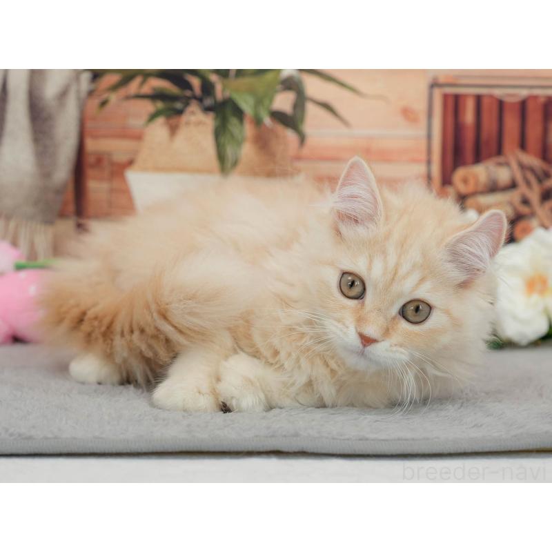 販売中の東京都のマンチカン-140300の5枚目