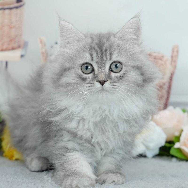 販売中ののサイベリアン-140312