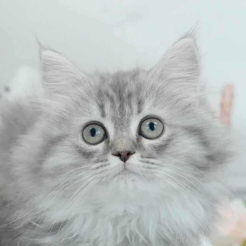 販売中の東京都のサイベリアン-140312の9枚目