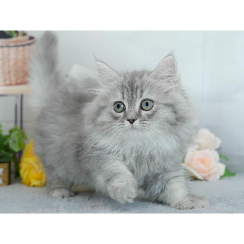 販売中の東京都のサイベリアン-140312の8枚目