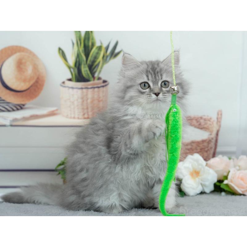 販売中の東京都のサイベリアン-140312の7枚目