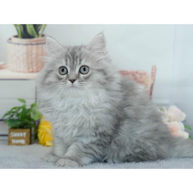 販売中の東京都のサイベリアン-140312の6枚目