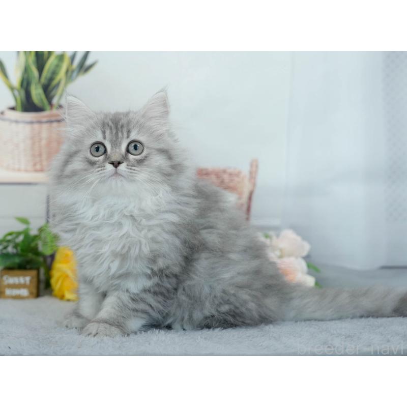 販売中の東京都のサイベリアン-140312の5枚目