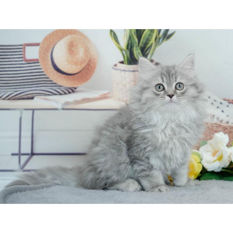 販売中の東京都のサイベリアン-140312の4枚目