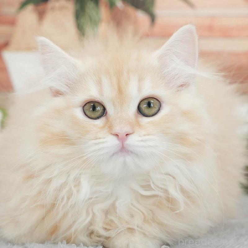 販売中の東京都のマンチカン-140315の9枚目