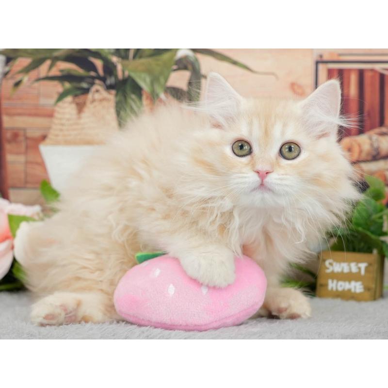 販売中の東京都のマンチカン-140315の8枚目