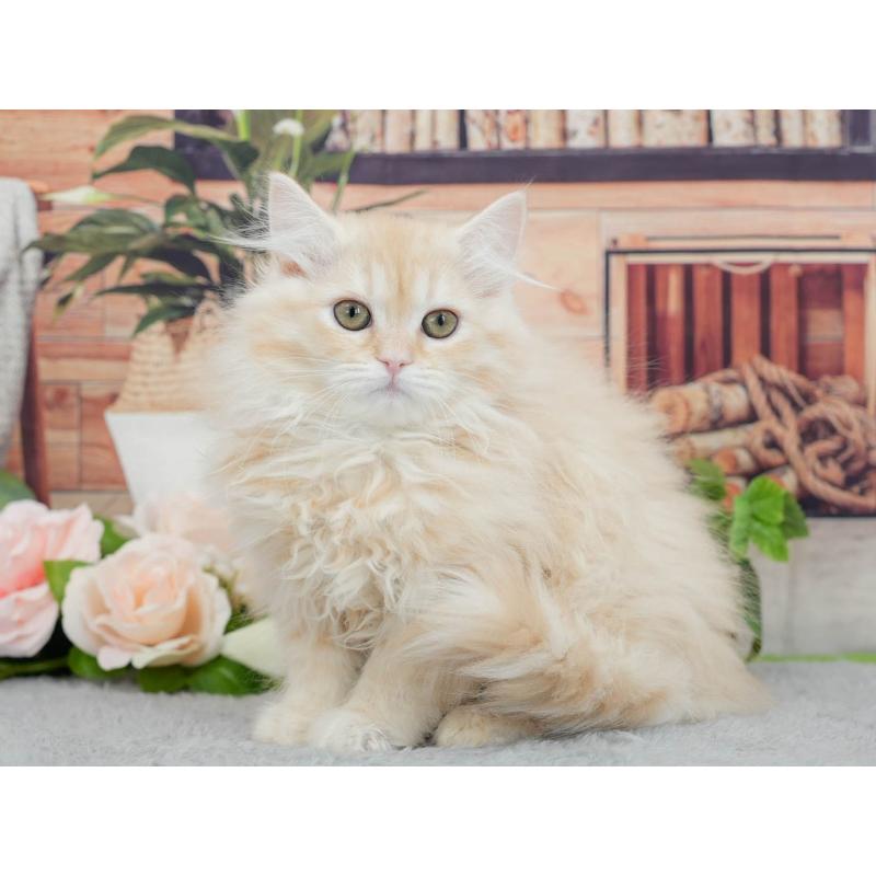 販売中の東京都のマンチカン-140315の7枚目