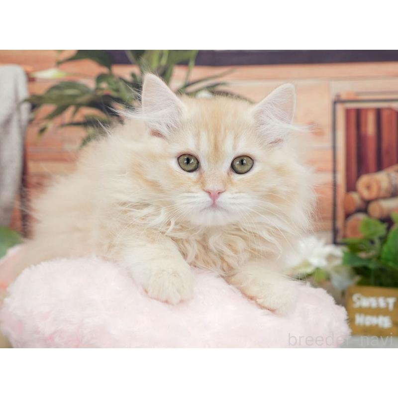 販売中の東京都のマンチカン-140315の5枚目