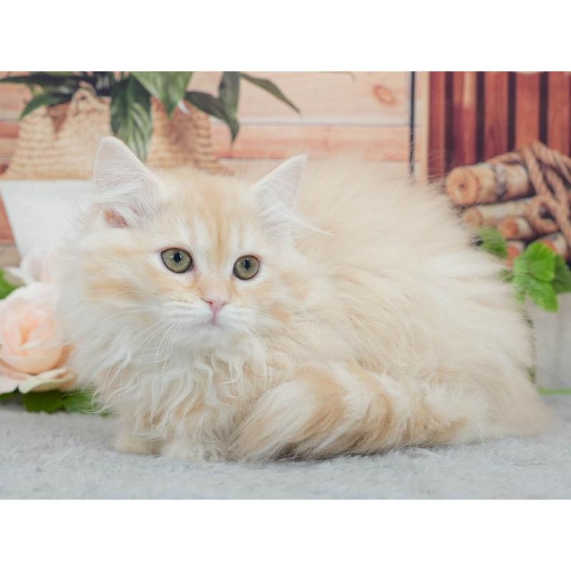 販売中の東京都のマンチカン-140315の6枚目