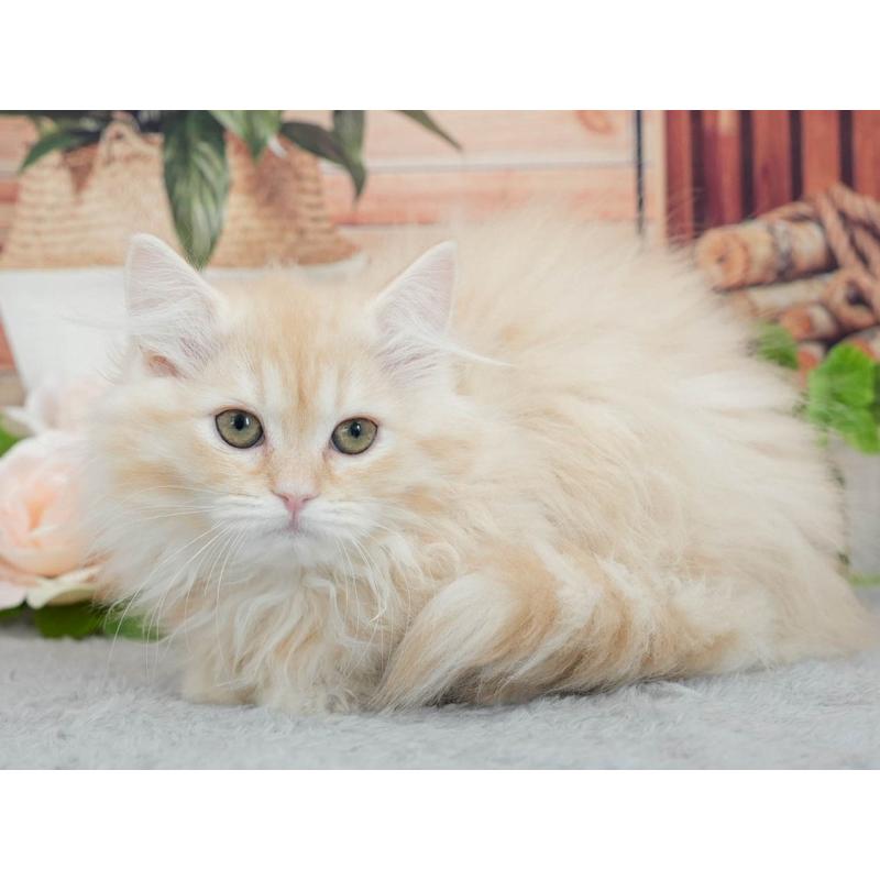 販売中の東京都のマンチカン-140315の4枚目