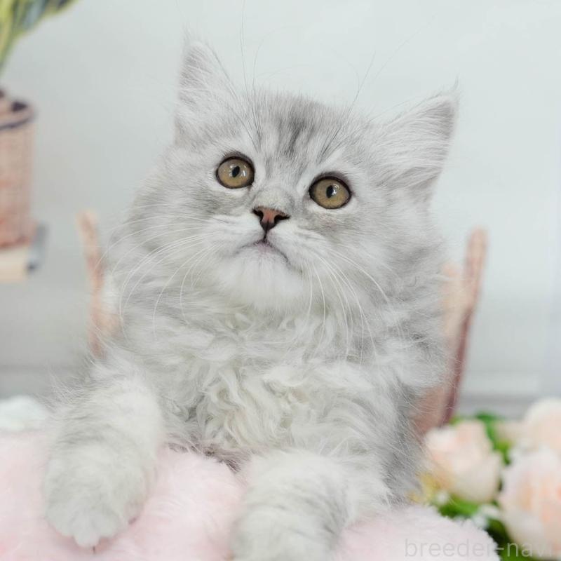 販売中の東京都のマンチカン-140317の1枚目