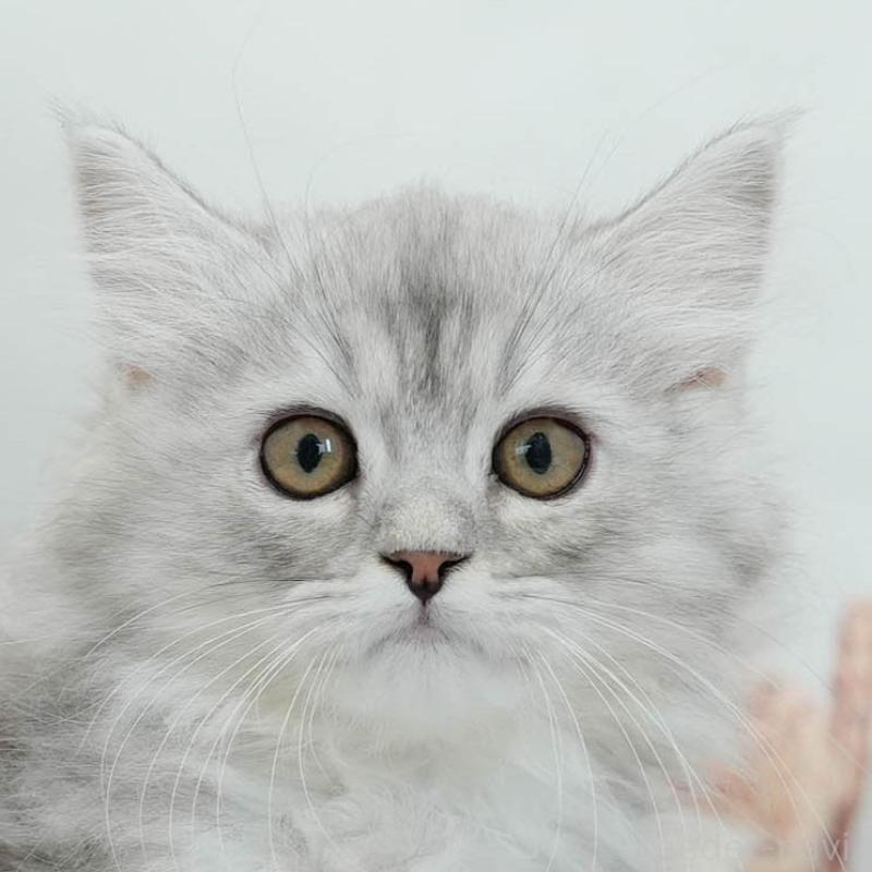 販売中の東京都のマンチカン-140317の9枚目