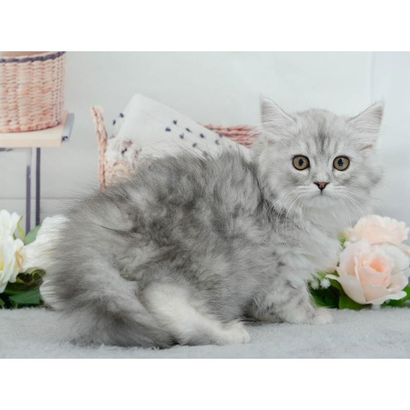 販売中の東京都のマンチカン-140317の8枚目