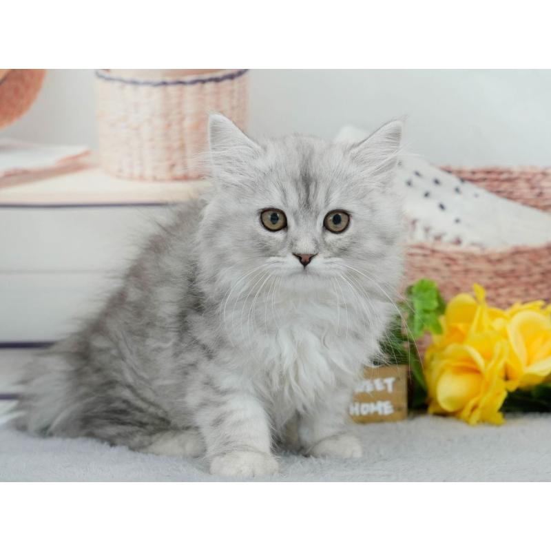 販売中の東京都のマンチカン-140317の7枚目