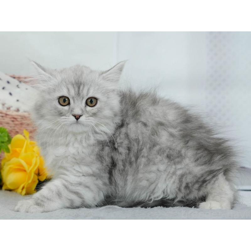 販売中の東京都のマンチカン-140317の6枚目