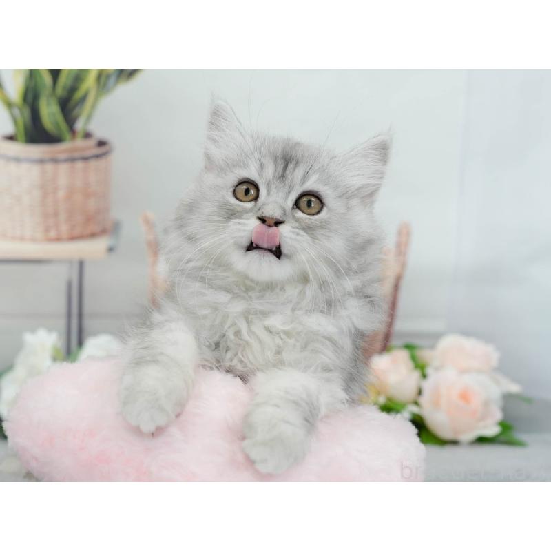 販売中の東京都のマンチカン-140317の5枚目