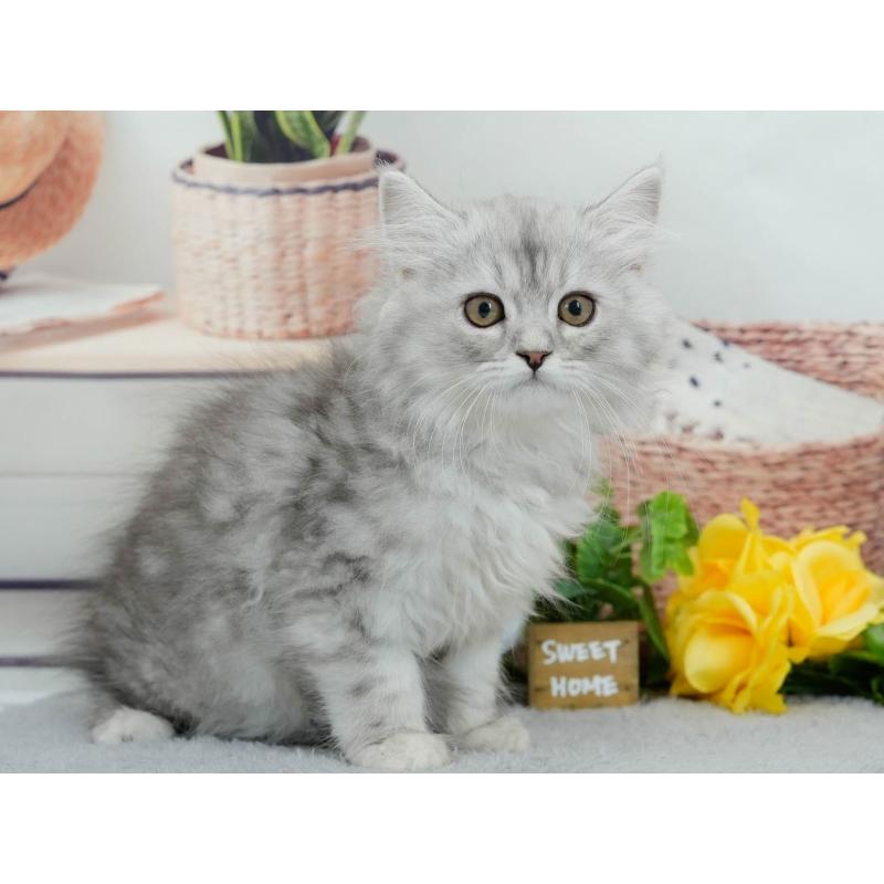 販売中の東京都のマンチカン-140317の4枚目