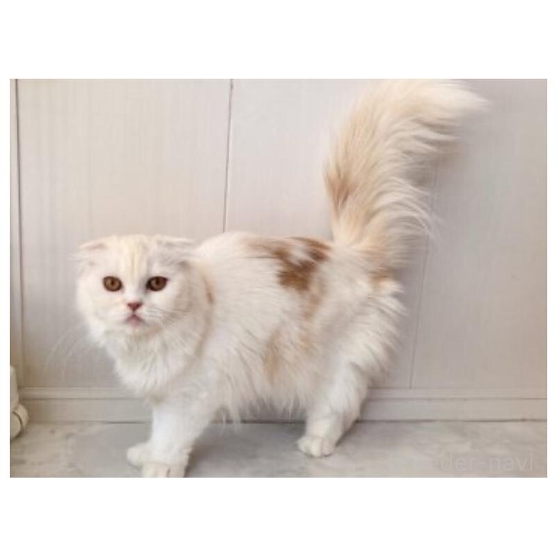 販売中の静岡県のスコティッシュフォールド(折れ耳)-140282の2枚目