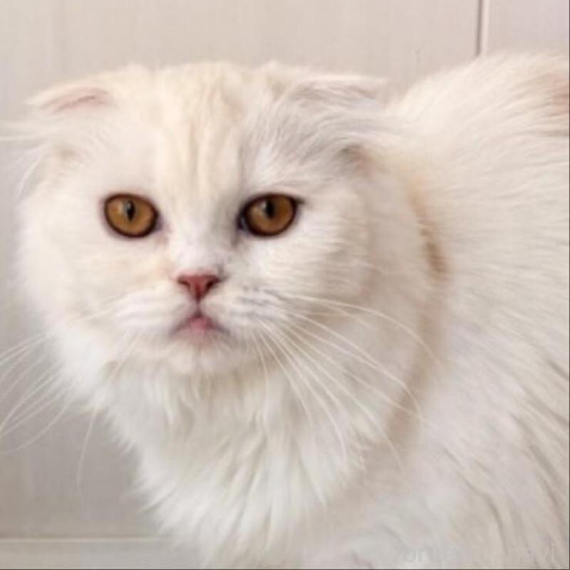 販売中の静岡県のスコティッシュフォールド(折れ耳)-140282