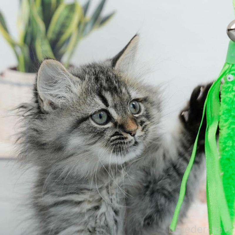 販売中の東京都のマンチカン-140318の9枚目