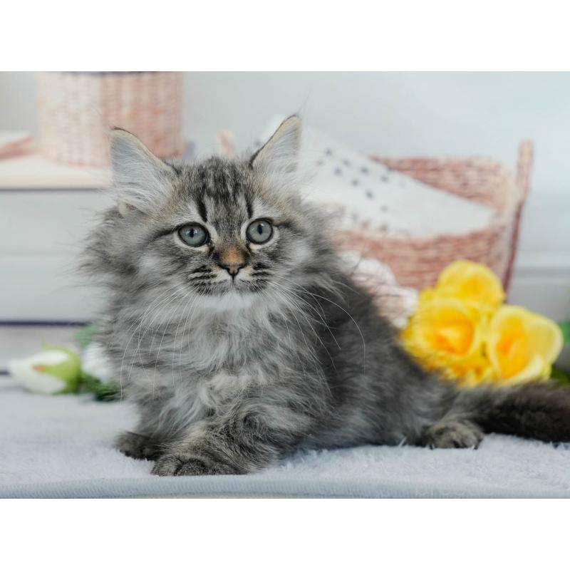 販売中の東京都のマンチカン-140318の8枚目