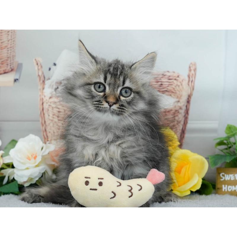 販売中の東京都のマンチカン-140318の6枚目