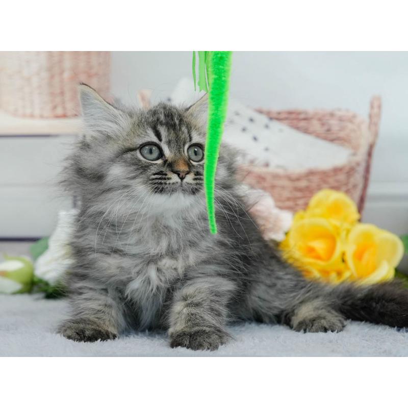 販売中の東京都のマンチカン-140318の5枚目