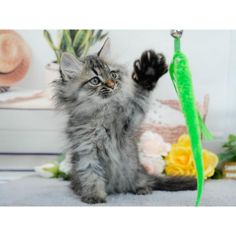 販売中の東京都のマンチカン-140318の4枚目