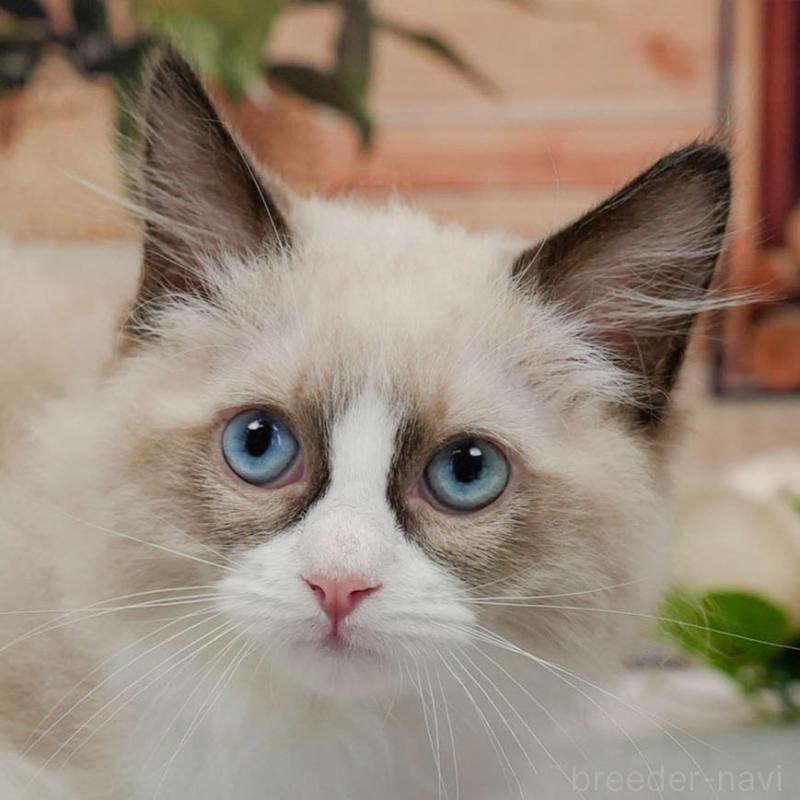 販売中の東京都のラグドール-140325