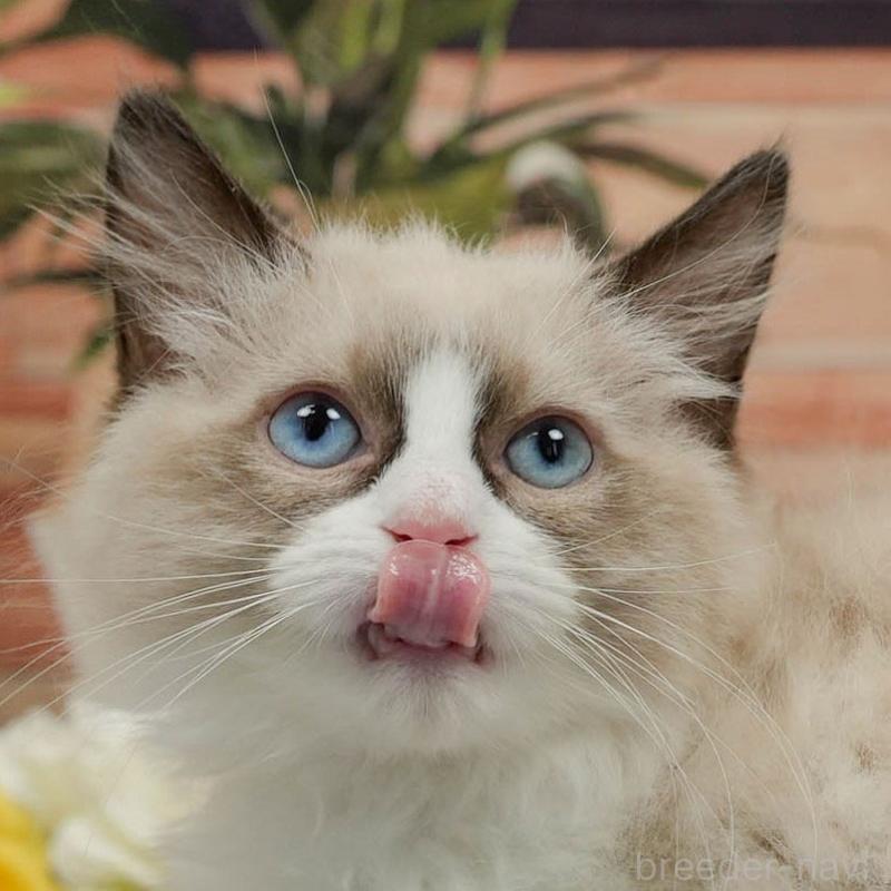 販売中の東京都のラグドール-140325の11枚目