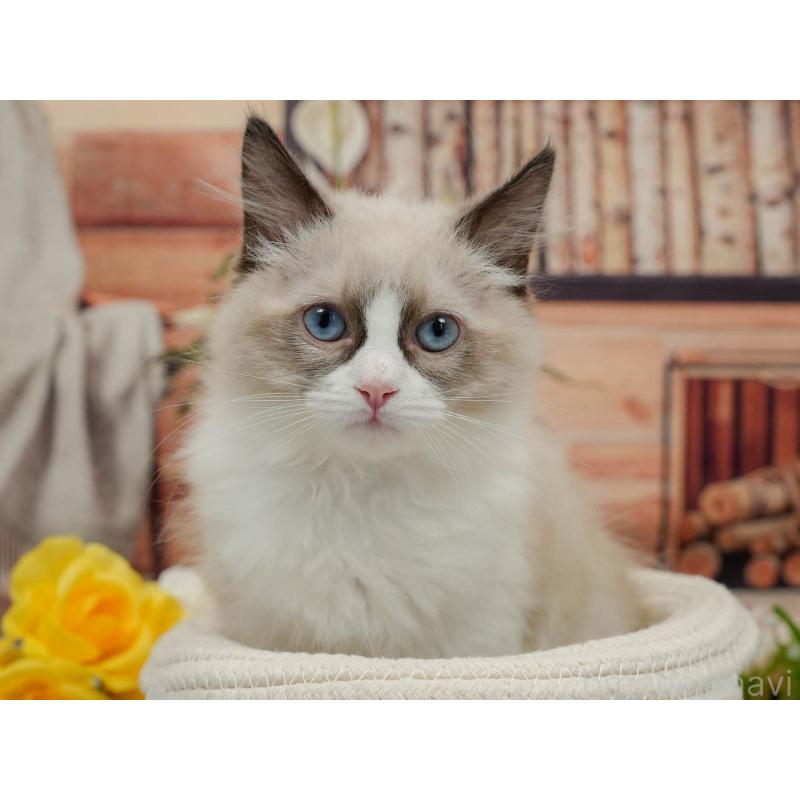 販売中の東京都のラグドール-140325の10枚目