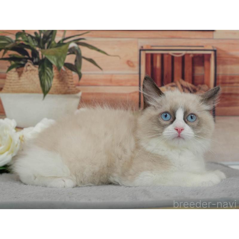 販売中の東京都のラグドール-140325の9枚目