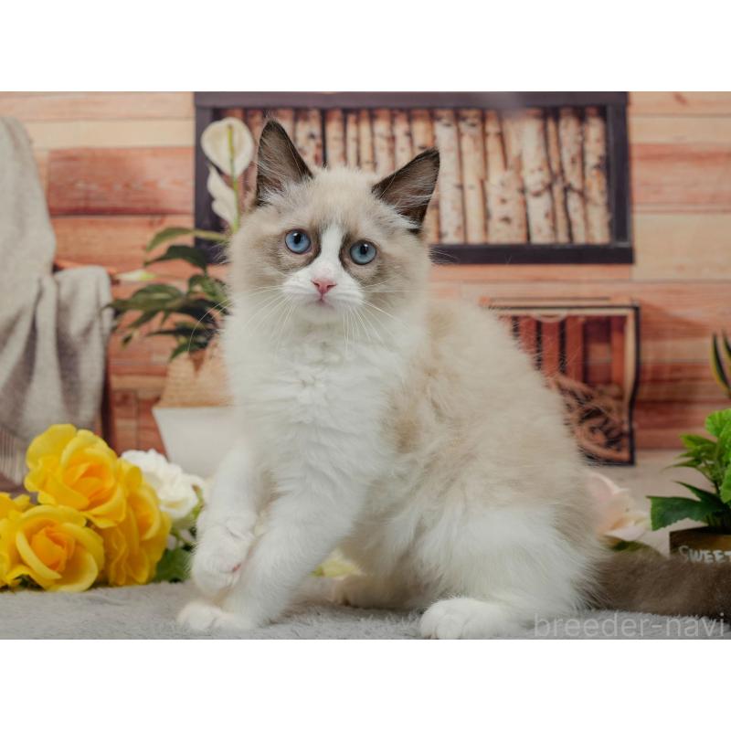 販売中の東京都のラグドール-140325の8枚目