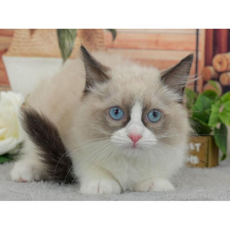 販売中の東京都のラグドール-140325の7枚目